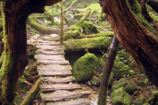 Mossy Forest Gunung Brinchang Cameron Highlands cloud forest moss covered trees